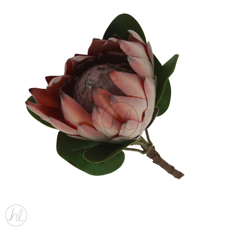 FLOWER PROTEA PINK FREE